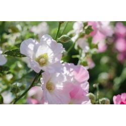 Jaarlijkse mallow - raskeuze; rose mallow, royal mallow, regal mallow - 150 zaden - Lavatera trimestris