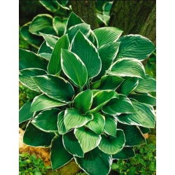 Funkiasläktet - Fortunei Francee - Hosta