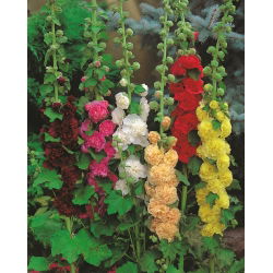 Alcea, mješavina ruže (Hollyhocks) - lukovica / gomolj / korijen - Althaea rosea