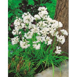 Aglio napoletano - pacchetto di 20 pezzi - Allium Neapolitanum