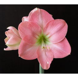 Hippeastrum Susan - ampul / yumru / kök