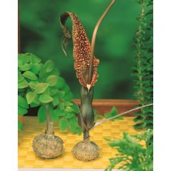 Arum Cornutum - ampul / yumru / kök