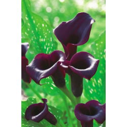 Calas, Alcatraces, Cartuchos - Schwarzwalder - Zantedeschia