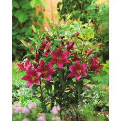 Лилиум Лилиум Лилав принц - луковица / грудка / корен - Lilium Purple Prince
