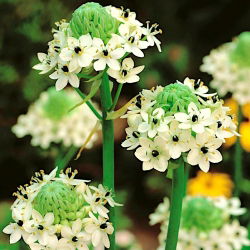 Ornithogalum saundersiae