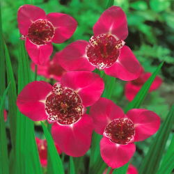 Tigridia - Pink - rosa - pacchetto di 10 pezzi