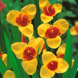 Tigridia - Yellow - giallo - pacchetto di 10 pezzi
