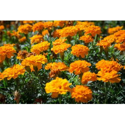 Francoski ognjič "Petite Orange" - 350 semen - Tagetes patula L. - semena