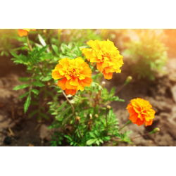 Francoski ognjič "Petite Orange" - 350 semen - Tagetes patula L. - semena
