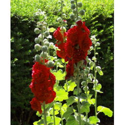 Рябина обыкновенная - 50 семян - Althaea rosea - семена