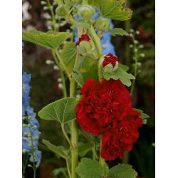 Рябина обыкновенная - 50 семян - Althaea rosea - семена