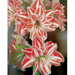 Hippeastrum Dans Kraliçesi - ampul / yumru / kök