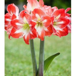Hippeastrum Minerva - ampul / yumru / kök