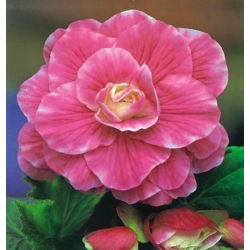 Begonia Camellia - 2 cibule - Begonia x tuberhybrida