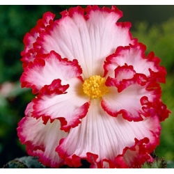 Begonia x tuberhybrida - Marginata White - paketti 2 kpl