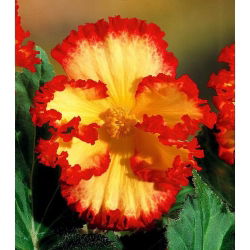 Бегония - Marginata Yellow - пакет из 2 штук - Begonia x tuberhybrida