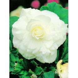 Begonia Large Flowered Double White - 2 cibule - Begonia ×tuberhybrida 