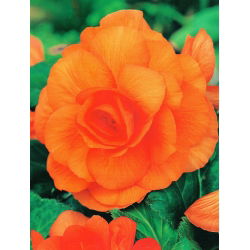 Begonia Large Flowered Double Orange - 2 cibule - Begonia ×tuberhybrida 