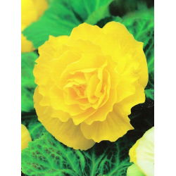 Begonia Large Flowered Double Yellow - 2 cibule - Begonia ×tuberhybrida 