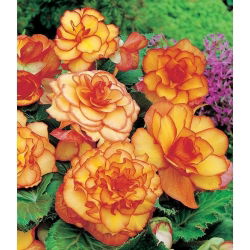 Бегония - Picotee - пакет из 2 штук - Begonia x tuberhybrida