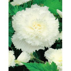 Begonia Fimbriata White - 2 cibule