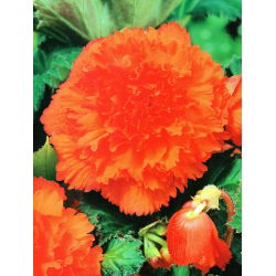 Begonia Fimbriata oranžová - 2 cibule