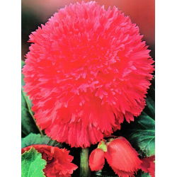 Begonia Fimbriata Pink - 2 cibule