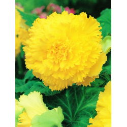 Begonia Fimbriata Yellow - 2 cibule