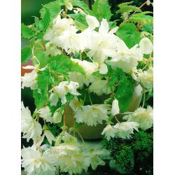 Begonia ×tuberhybrida pendula - fehér - csomag 2 darab