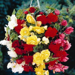 Бегония ×tuberhybrida pendula - mix - пакет из 2 штук - Begonia ×tuberhybrida pendula