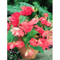 Begonia ×tuberhybrida pendula - roze - pakket van 2 stuks