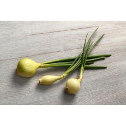Cipolla - Hiberna - Raccolta anticipata, dolce, perfetta per rimessaggio invernale - Semi Freschi