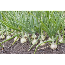 Cipolla - Hiberna - Raccolta anticipata, dolce, perfetta per rimessaggio invernale - Semi Freschi