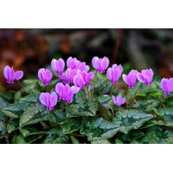 樱草那不勒斯 - 洋葱/管/根 - Cyclamen neapolitanum
