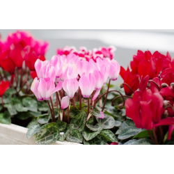 Cyclamen neapolitanum - Cyclamen Hederifolium