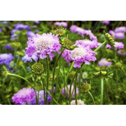 Scabiosa, pincushion floare - amestec de culori - 110 semințe - Scabiosa atropurpurea
