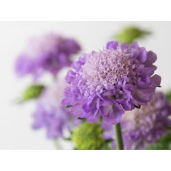 Scabiosa, pincushion floare - amestec de culori - 110 semințe - Scabiosa atropurpurea