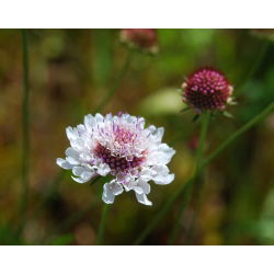 Scabiosa, pincushion floare - amestec de culori - 110 semințe - Scabiosa atropurpurea