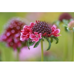 Scabiosa, pincushion floare - amestec de culori - 110 semințe - Scabiosa atropurpurea