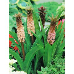 Eucomis Comosa - 2 lampu