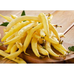 Bean "Furora Polana" - ngon và kháng bệnh - Phaseolus vulgaris L. - hạt
