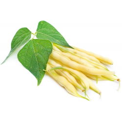 Bean "Furora Polana" - ngon và kháng bệnh - Phaseolus vulgaris L. - hạt