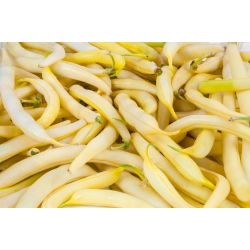Đậu lùn vàng Pháp "Tara - Phaseolus vulgaris L. - hạt