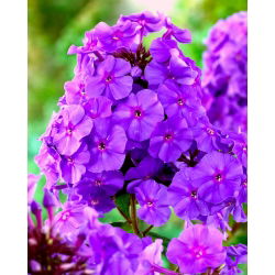 Пхлок Пурпле - булб / тубер / роот - Phlox