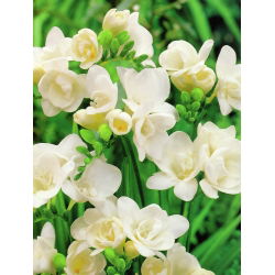 Freesia Double White - 10 lampu