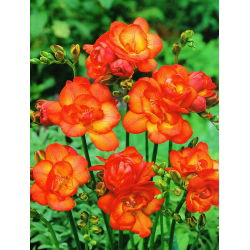 Freesia Double Red - 10 lampu