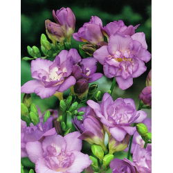 Freesia Double Blue - 10 lampu