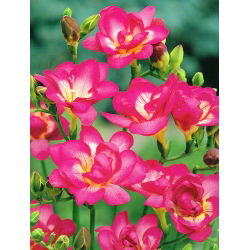 Freesia Double Pink - 10 lampu