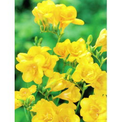 Freesia Double Yellow - 10 lampu