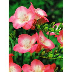 Freesia Single Pink - 10 lampu